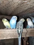 Budgies for Sale - 1