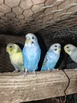 Budgies for Sale - 2