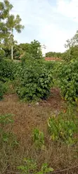 1/2 Acre Residential Plot for Sale in Diani - 1