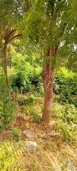 1/2 Acre Residential Plot for Sale in Diani - 3
