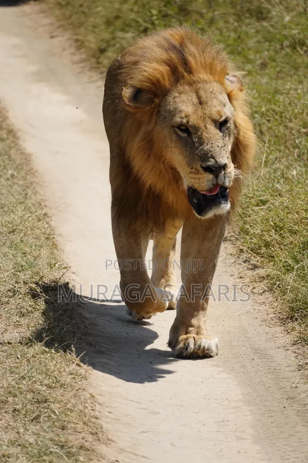 Masai Mara Safaris with Professional Guidance - 1