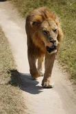 Masai Mara Safaris with Professional Guidance - 1