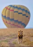 Masai Mara Safaris with Professional Guidance - 4