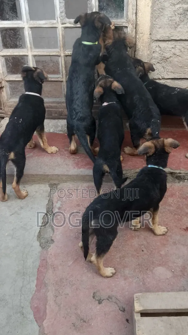 Male Purebred German Shepherd Puppy (1-3 Months) - 1