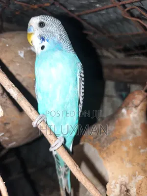 Budgie for Sale