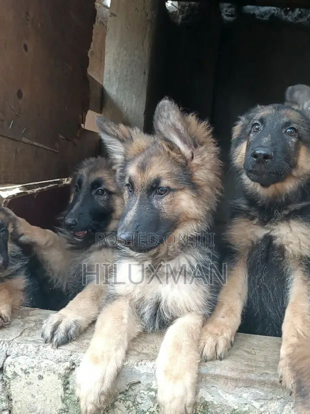 1-3 Months Female Purebred German Shepherd Puppy - 1