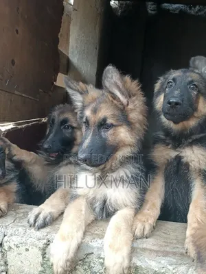 1-3 Months Female Purebred German Shepherd Puppy