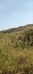 Kikuyu Kamangu Nachu 100x100 Prime Residential Plot - 1