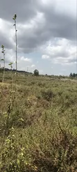 Kikuyu Kamangu Nachu 100x100 Prime Residential Plot - 4