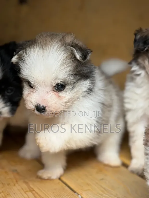 Female Purebred Havanese Puppy (1-3 Months) - 1