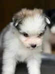 Female Purebred Havanese Puppy (1-3 Months) - 2