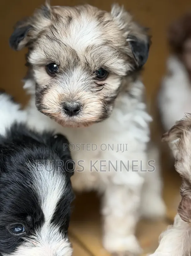 Purebred Havanese Puppies (1-3 Months) - 1