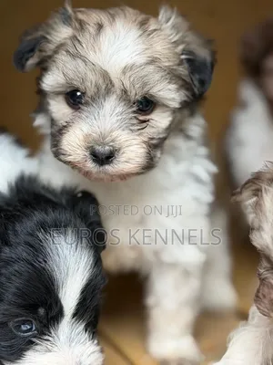 Purebred Havanese Puppies (1-3 Months)