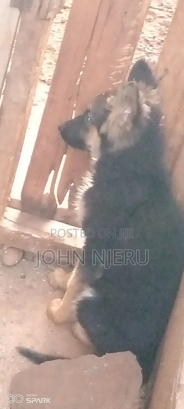 3-6 Month Female Purebred German Shepherd Puppy - 1