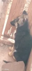 3-6 Month Female Purebred German Shepherd Puppy - 1