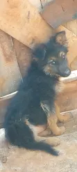 3-6 Month Female Purebred German Shepherd Puppy - 2