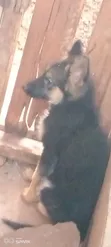 3-6 Month Female Purebred German Shepherd Puppy - 3