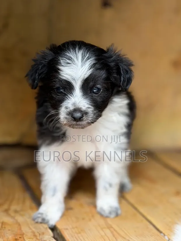 Purebred Havanese Puppy - 1-3 Months Male - 1