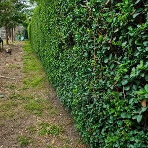 Josphat's Landscaping & Gardening Services