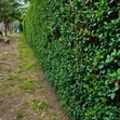Josphat's Landscaping & Gardening Services - 2
