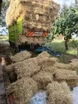 Boma Rhodes, Barley Straws, Wheat Straws - 2