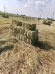 Boma Rhodes, Barley Straws, Wheat Straws - 4