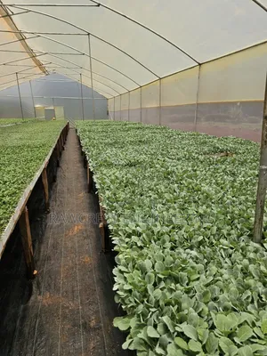 Greenhouse Installation Services