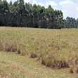 Eka 10 za Ardhi ya Kilimo kwa Mauzo Nyandarua Ol Jororok - 2