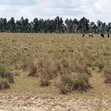 Eka 10 za Ardhi ya Kilimo kwa Mauzo Nyandarua Ol Jororok - 3