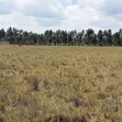 Eka 10 za Ardhi ya Kilimo kwa Mauzo Nyandarua Ol Jororok - 4