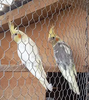 Cockatiels Available