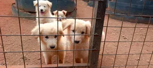 Female Purebred German Shepherd Puppy (1-3 Months)