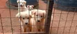 Female Purebred German Shepherd Puppy (1-3 Months) - 1