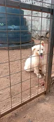 Female Purebred German Shepherd Puppy (1-3 Months) - 2