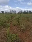 1/8 Acre Plots for Sale in Mavoloni - 2
