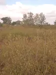 1/8 Acre Plots for Sale in Mavoloni - 4