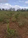 1/8 Acre Plots for Sale in Mavoloni - 5
