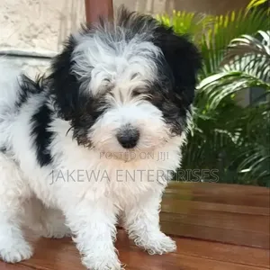 Purebred Havanese Puppy - 1-3 Months Male
