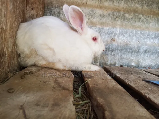 Hybrid Rabbits for Breeding/Slaughter (Male) - 1