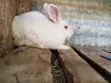 Hybrid Rabbits for Breeding/Slaughter (Male) - 1