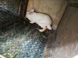 Hybrid Rabbits for Breeding/Slaughter (Male) - 2