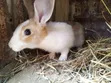 Hybrid Rabbits for Breeding/Slaughter (Male) - 3
