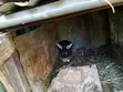 Hybrid Rabbits for Breeding/Slaughter (Male) - 4