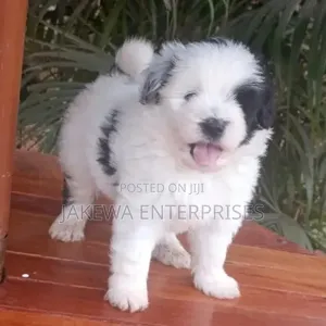 Female Purebred Havanese Puppy (1-3 Months)