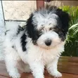 Female Purebred Havanese Puppy (1-3 Months) - 2