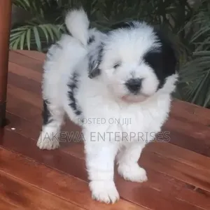 1-3 Month Male Purebred Havanese Puppy