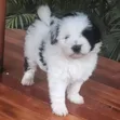 1-3 Month Male Purebred Havanese Puppy - 1