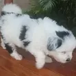 1-3 Month Male Purebred Havanese Puppy - 2