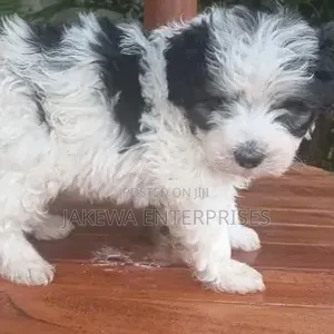 Purebred Havanese Puppy - 1-3 Months Female