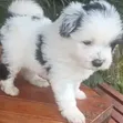 Purebred Havanese Puppy - 1-3 Months Female - 2